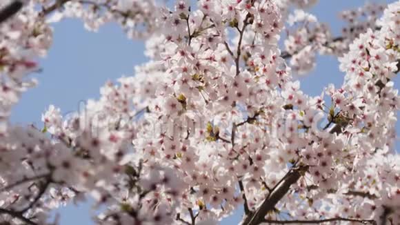 日本东京春天美丽的樱花视频的预览图