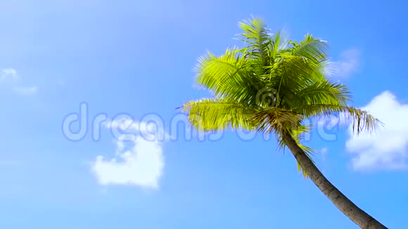 蓝天上的棕榈树视频的预览图