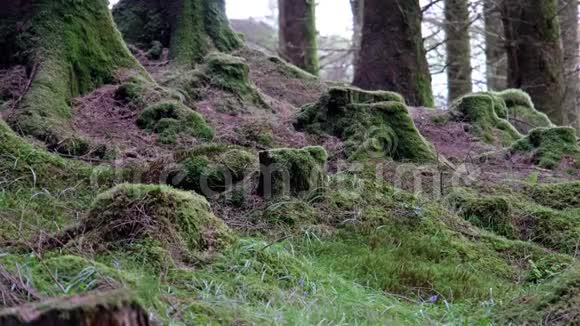 在苏格兰高地的森林中拍摄的滑块视频的预览图