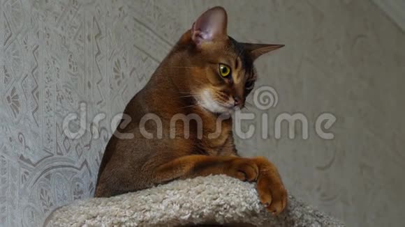 阿比西尼亚猫画像视频的预览图