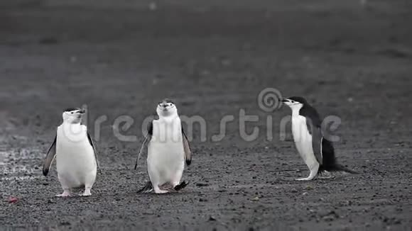 沙滩上的企鹅视频的预览图