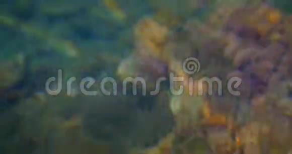 抽象自然夏海背景视频的预览图