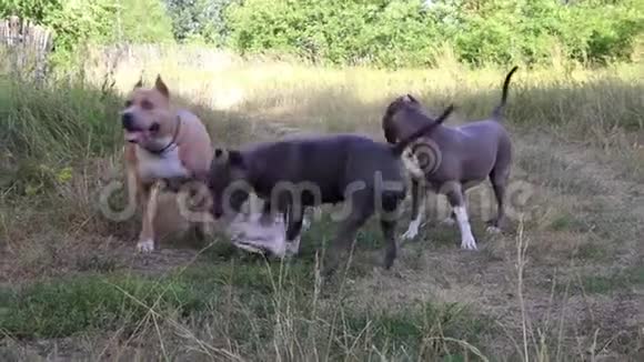 斯塔福德郡犬训练和行走视频的预览图