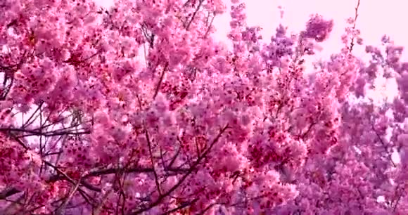 春天台湾樱花盛开季节武陵农场樱花观赏视频的预览图