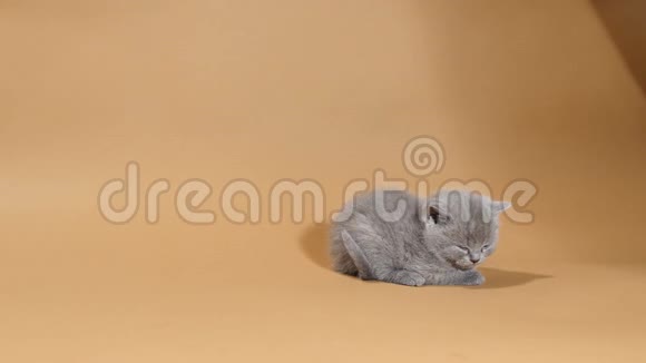 英国短毛小猫睡在棕色背景上视频的预览图