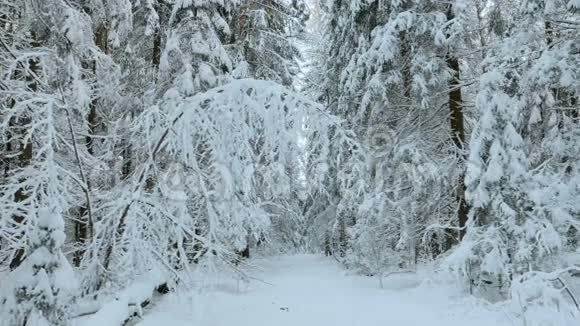 森林里的雪树视频的预览图