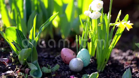 水仙和复活节彩蛋视频的预览图