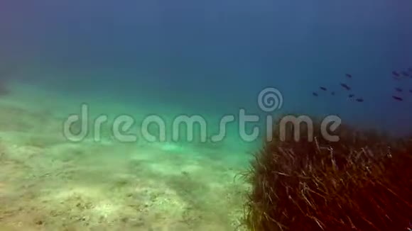 地中海的水下视频的预览图