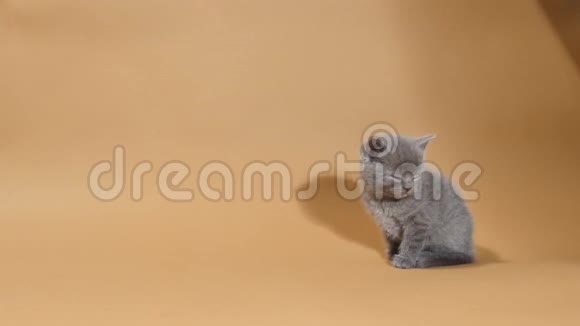 一只英国小猫在棕色背景下喵喵叫视频的预览图