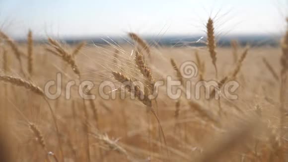 麦田日落景观慢动作生活方式视频农民智慧农业生态理念小麦视频的预览图