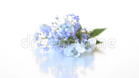 春天白色和蓝色的小花视频的预览图