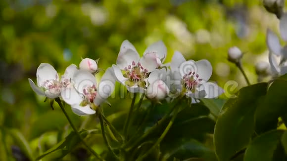 花园里春天的风上一棵棵美丽的苹果树开了花静态摄像机视频的预览图