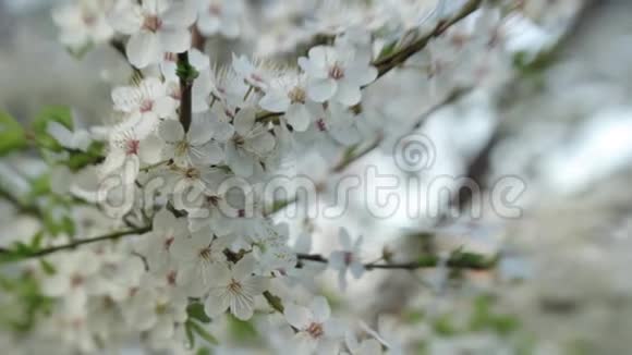 春天的樱花枝春天盛开的樱桃视频的预览图