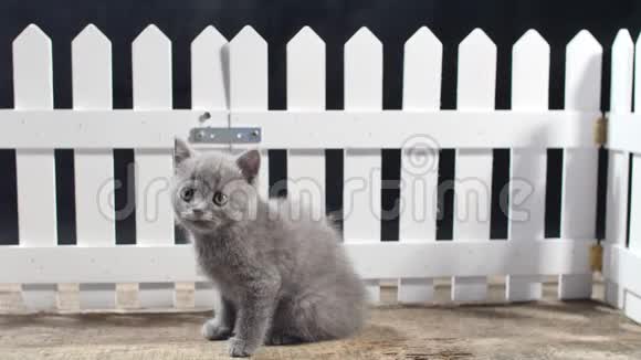 英国小猫爬栅栏视频的预览图