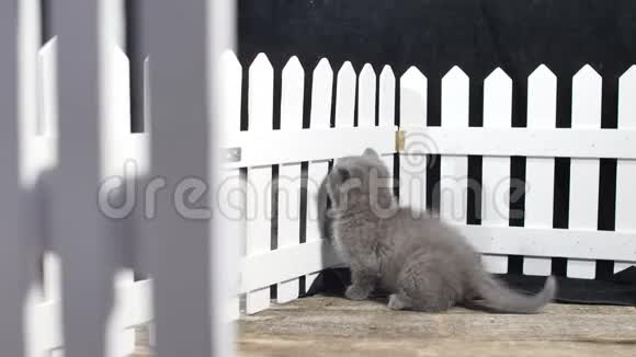 英国小猫爬栅栏视频的预览图