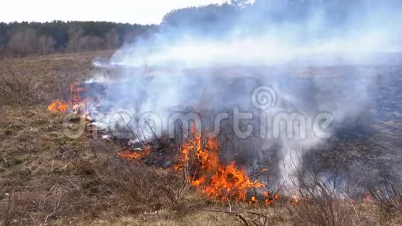 用腐蚀性烟雾燃烧干草树木灌木和干草堆在森林里开火慢动作视频的预览图