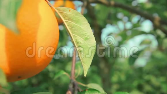 橘枝上的焦橙色特写视频的预览图
