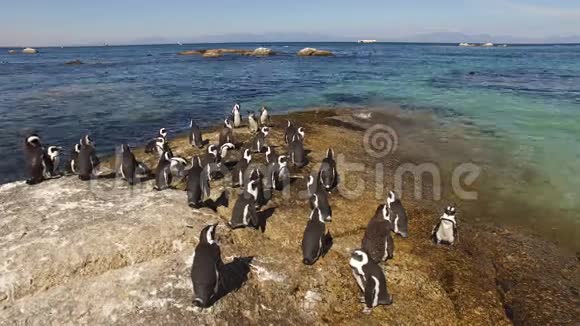 沿海岩石上的非洲企鹅视频的预览图
