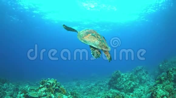 龟游过珊瑚礁4K视频的预览图