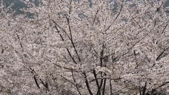 樱花树树视频的预览图