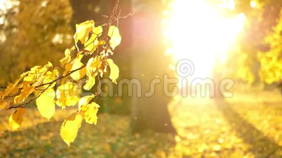 五彩缤纷的秋树林视频的预览图