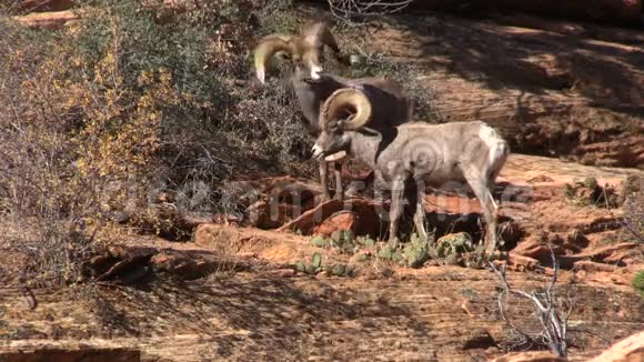 罗汀沙漠大角羊视频的预览图