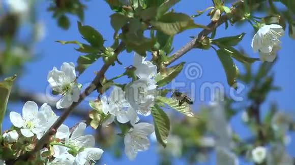 樱桃树的花视频的预览图
