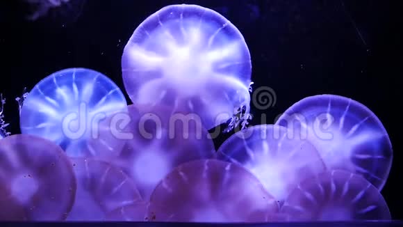 特写水母美杜莎在鱼缸与霓虹灯视频的预览图