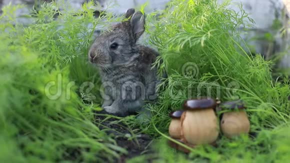 小兔子在绿草的背景下视频的预览图
