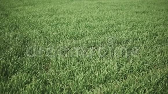 生长在田间的绿色小小麦视频的预览图