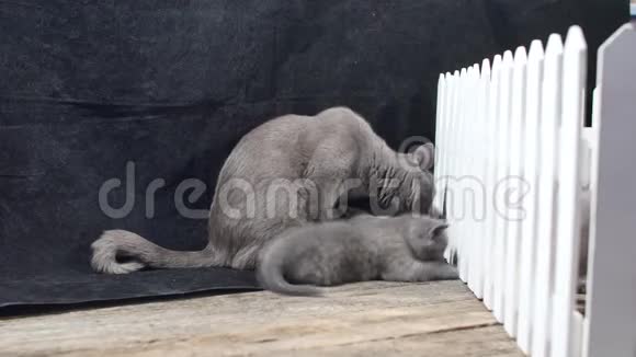 英国小猫和妈妈在栅栏附近玩耍视频的预览图