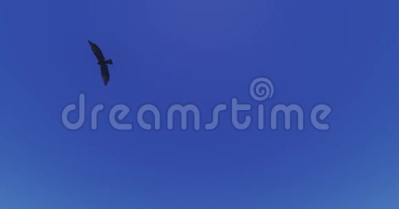 雄鹰飞过蓝天天堂的场景视频的预览图