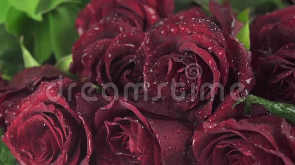 美丽的红玫瑰花束上的雨水慢镜头录像视频的预览图