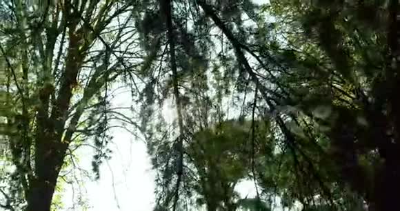 森林树木的剪影和绿春夏叶视频的预览图