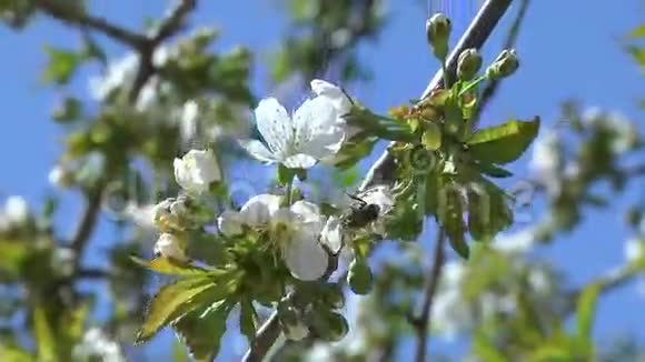 樱桃树的花视频的预览图