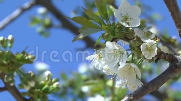 樱桃树的花视频的预览图