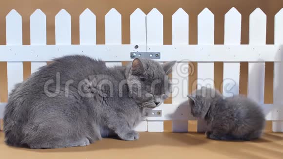 英国小猫和母猫靠近栅栏视频的预览图