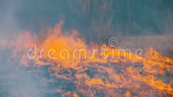 燃烧干草树木灌木和干草堆与烧烟森林里的火慢动作视频的预览图
