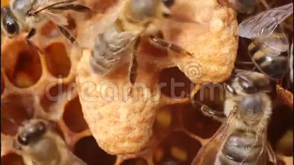 蜜蜂和茧皇后蜜蜂视频的预览图