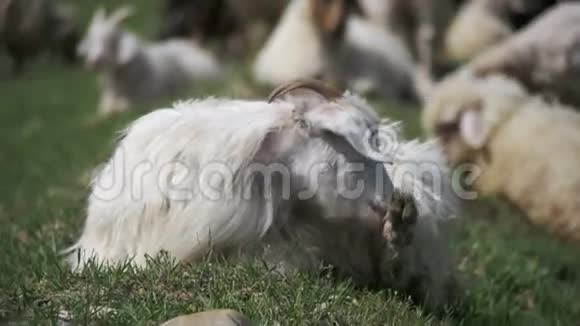 羊群成群结队地在一片田野上靠着山腰慢动作视频的预览图