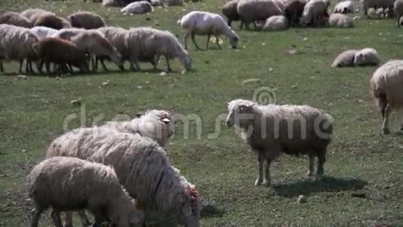 羊群成群结队地在一片田野上靠着山腰慢动作视频的预览图