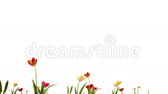 阿尔法通道种植彩色郁金香视频的预览图