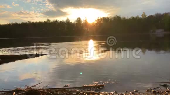 夕阳映照下的森林景观视频的预览图