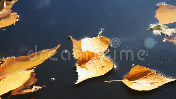 黄秋叶秋天公园视频的预览图