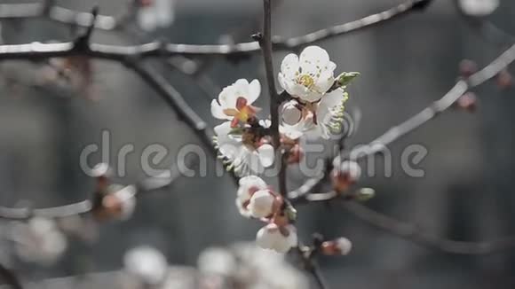 春花粉红太阳枝视频的预览图