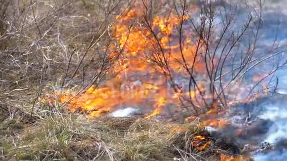 用腐蚀性烟雾燃烧干草树木灌木和干草堆在森林里开火慢动作视频的预览图