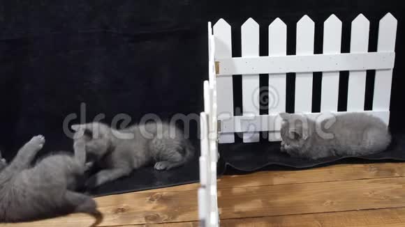 英国小猫在栅栏附近玩耍视频的预览图