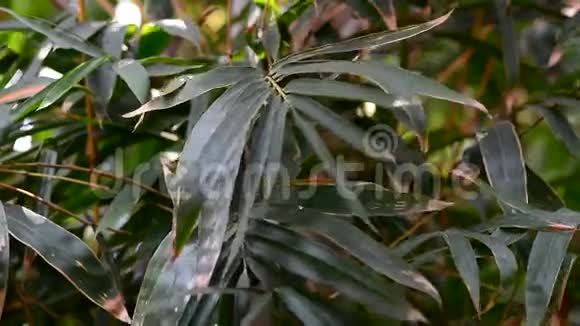 绿色的竹子视频的预览图