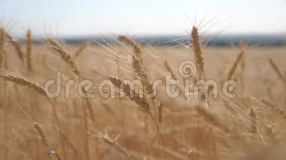麦田生活方式日落景观慢动作视频农民智慧农业生态理念小麦视频的预览图