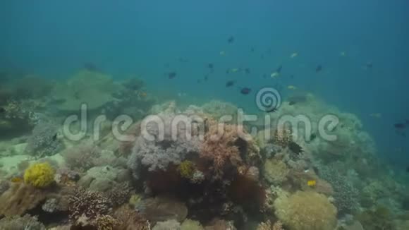 珊瑚礁和热带鱼菲律宾明多罗视频的预览图